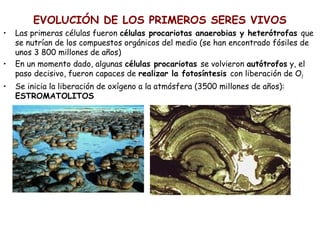 EVOLUCIÓN DE LOS PRIMEROS SERES VIVOS
• Las primeras células fueron células procariotas anaerobias y heterótrofas que
se nutrían de los compuestos orgánicos del medio (se han encontrado fósiles de
unos 3 800 millones de años)
• En un momento dado, algunas células procariotas se volvieron autótrofos y, el
paso decisivo, fueron capaces de realizar la fotosíntesis con liberación de O2
• Se inicia la liberación de oxígeno a la atmósfera (3500 millones de años):
ESTROMATOLITOS
 