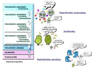 Heterótrofas anaerobiasHeterótrofas anaerobias
AutótrofasAutótrofas
Heterótrofas aerobiasHeterótrofas aerobias
 
