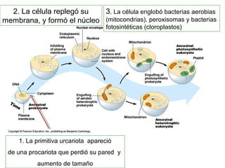 1. La primitiva urcariota apareció
de una procariota que perdió su pared y
aumento de tamaño
2. La célula replegó su
membrana, y formó el núcleo
3. La célula englobó bacterias aerobias
(mitocondrias), peroxisomas y bacterias
fotosintéticas (cloroplastos)
 