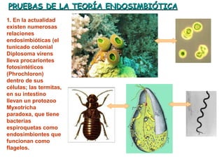 PRUEBAS DE LA TEORÍA ENDOSIMBIÓTICAPRUEBAS DE LA TEORÍA ENDOSIMBIÓTICA
1. En la actualidad
existen numerosas
relaciones
endosimbióticas (el
tunicado colonial
Diplosoma virens
lleva procariontes
fotosintéticos
(Phrochloron)
dentro de sus
células; las termitas,
en su intestino
llevan un protozoo
Myxotricha
paradoxa, que tiene
bacterias
espiroquetas como
endosimbiontes que
funcionan como
flagelos.
 