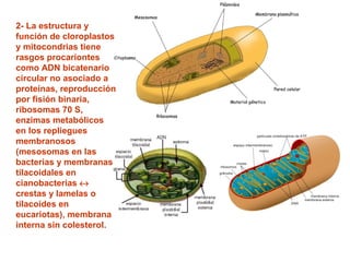 2- La estructura y
función de cloroplastos
y mitocondrias tiene
rasgos procariontes
como ADN bicatenario
circular no asociado a
proteínas, reproducción
por fisión binaria,
ribosomas 70 S,
enzimas metabólicos
en los repliegues
membranosos
(mesosomas en las
bacterias y membranas
tilacoidales en
cianobacterias ↔
crestas y lamelas o
tilacoides en
eucariotas), membrana
interna sin colesterol.
 
