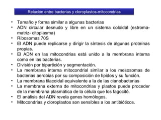 • Tamaño y forma similar a algunas bacterias
• ADN circular desnudo y libre en un sistema coloidal (estroma-
matriz- citoplasma)
• Ribosomas 70S
• El ADN puede replicarse y dirigir la síntesis de algunas proteínas
propias.
• El ADN en las mitocondrias está unido a la membrana interna
como en las bacterias.
• División por bipartición y segmentación.
• La membrana interna mitocondrial similar a los mesosomas de
bacterias aerobias por su composición de lípidos y su función.
• La membrana tilacoidal equivalente a la de las cianobacterias
• La membrana externa de mitocondrias y plastos puede proceder
de la membrana plasmática de la célula que los fagocitó.
• EI análisis del ADN revela genes homólogos.
• Mitocondrias y cloroplastos son sensibles a los antibióticos.
Relación entre bacterias y cloroplastos-mitocondrias
 