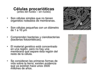 Células procarióticas
(antes del núcleo – sin núcleo)
• Son células simples que no tienen
organelos rodeados de membranas.
• Son células pequeñas con un diámetro
de 1 a 10 µm
• Comprenden bacterias y cianobacterias
(bacterias fotosintéticas).
• El material genético está concentrado
en una región, pero no hay una
membrana que separe ésta región del
resto de la célula.
• Se consideran las primeras formas de
vida sobre la tierra, existen evidencia
que ya existían hace unos 3500
millones de años.
 