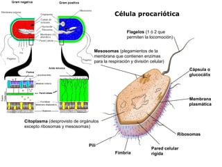 Flagelos (1 ó 2 que
permiten la locomoción)
Cápsula o
glucocálix
Membrana
plasmática
Mesosomas (plegamientos de la
membrana que contienen enzimas
para la respiración y división celular)
Pared celular
rígida
Citoplasma (desprovisto de orgánulos
excepto ribosomas y mesosomas)
Ribosomas
Fimbria
Pili
Célula procariótica
 