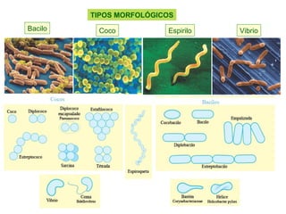 Bacilo Coco Espirilo Vibrio
TIPOS MORFOLÓGICOS
 