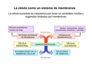La célula eucariota se caracteriza por tener un verdadero núcleo y
orgánulos limitados por membranas.
CÉLULA
ANCESTRAL
COMPARTIMENTACIÓN
CÉLULA
EUCARIOTA
SISTEMAS INTERNOS
DE MEMBRANA
ORGÁNULOS
MEMBRANOSOS
INVAGINACIONES DE LA
MEMBRANA CELULAR
RELACIONES
DE SIMBIOSIS
De dos tipos
Por dos vías
Retículo endoplásmico
Aparato de Golgi
Núcleo, mitocondrias, plastos,
peroxisomas, lisosomas y vacuolas.
La célula como un sistema de membranas
 
