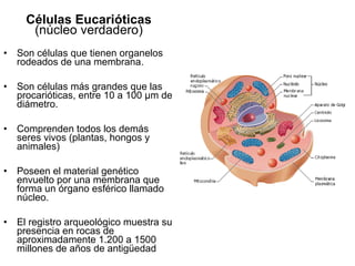 Células Eucarióticas
(núcleo verdadero)
• Son células que tienen organelos
rodeados de una membrana.
• Son células más grandes que las
procarióticas, entre 10 a 100 µm de
diámetro.
• Comprenden todos los demás
seres vivos (plantas, hongos y
animales)
• Poseen el material genético
envuelto por una membrana que
forma un órgano esférico llamado
núcleo.
• El registro arqueológico muestra su
presencia en rocas de
aproximadamente 1.200 a 1500
millones de años de antigüedad
 
