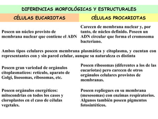 DIFERENCIAS MORFOLÓGICAS Y ESTRUCTURALES
CÉLULAS EUCARIOTAS CÉLULAS PROCARIOTAS
Poseen un núcleo provisto de
membrana nuclear que contiene el ADN
Carecen de membrana nuclear y, por
tanto, de núcleo definido. Poseen un
ADN circular que forma el cromosoma
bacteriano.
Ambos tipos celulares poseen membrana plasmática y citoplasma, y cuentan con
representantes con y sin pared celular, aunque su naturaleza es distinta
Poseen gran variedad de orgánulos
citoplasmaticos: retículo, aparato de
Golgi, lisosomas, ribosomas, etc.
Poseen ribosomas (diferentes a los de las
eucariotas) pero carecen de otros
orgánulos celulares provistos de
membranas.
Poseen orgánulos energéticos:
mitocondrias en todos los casos y
cloroplastos en el caso de células
vegetales.
Poseen repliegues en su membrana
(mesosomas) con enzimas respiratorios.
Algunos también poseen pigmentos
fotosintéticos.
 