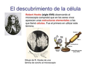 El descubrimiento de la célula
Robert Hooke (siglo XVII) observando al
microscopio comprobó que en los seres vivos
aparecen unas estructuras elementales a las
que llamó células. Fue el primero en utilizar este
término.
Dibujo de R. Hooke de una
lámina de corcho al microscopio
 