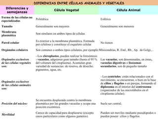 DIFERENCIAS ENTRE CÉLULAS ANIMALES Y VEGETALES
Diferencias y
semejanzas
Célula Vegetal Célula Animal
Forma de las células no
especializadas
Poliédrica Esférica
Tamaño Generalmente son mayores Generalmente son menores
Membrana
plasmática
Son similares en ambos tipos de células.
Pared celular
Es exterior a la membrana plasmática. Formada
por celulosa y constituye el esqueleto celular.
No tienen
Orgánulos celulares Son comunes a ambos tipos celulares, por ejemplo:Mitocondrias, R. End., Rb., Ap. de Golgi,...
Orgánulos exclusivos
de las células vegetales
son:
- Los cloroplastos, pueden realizar la fotosíntesis
- vacuolas, adquieren gran tamaño (hasta el 95 %
del volumen del citoplasma). Acumulan gran
variedad de sustancias: de reserva, de desecho,
pigmentos, agua, etc.
Las vacuolas, son denominadas, en éstas,
vacuolas digestivas o lisosomas
secundarios, son de pequeño tamaño
Orgánulos exclusivos
de las células animales
son:
- Los centriolos: están relacionados con el
movimiento, se encuentran, o bien en la base
de cilios y flagelos o en parejas, formando el
diplosoma en el interior del centrosoma
(organizador de los microtúbulos en el
citoplasma celular).
Posición del núcleo:
Se encuentra desplazado contra la membrana
plasmática por las grandes vacuolas y ocupa una
posición excéntrica.
Suele ser central,
Movilidad
Carece de capacidad para desplazarse (excepto
casos particulares como algunos gametos).
Pueden ser moviles mediante pseudópodos o
pueden poseer cilios y flagelos.
 