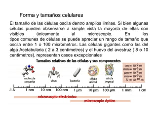 Forma y tamaños celulares
El tamaño de las células oscila dentro amplios limites. Si bien algunas
células pueden observarse a simple vista la mayoría de ellas son
visibles únicamente al microscopio. En los
tipos comunes de células se puede apreciar un rango de tamaño que
oscila entre 1 o 100 micrómetros. Las células gigantes como las del
alga Acetabularia ( 2 a 3 centímetros) y el huevo del avestruz ( 8 o 10
centímetros), representan casos excepcionales
 