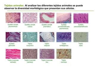Epitelio simple
pavimentoso
Epitelio simple
cúbico
Epitelio simple
prismático
Epitelio
pluriestratificado
pavimentoso
Epitelio
pseudoestratificado
Epitelio
glandular
Tejido
conjuntivo
Tejido
adiposo
Tejido
óseo
Tejidos animales: Al analizar los diferentes tejidos animales se puede
observar la diversidad morfológica que presentan sus células.
Tejido
cartilaginoso
Tejido muscular
estriado
Tejido muscular
cardíaco
Tejido muscular
liso
Tejido
nervioso
 