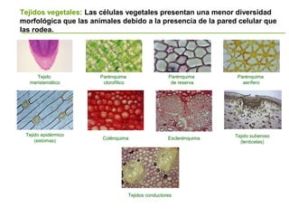 Tejido
meristemático
Tejidos vegetales: Las células vegetales presentan una menor diversidad
morfológica que las animales debido a la presencia de la pared celular que
las rodea.
Colénquima Esclerénquima
Tejidos conductores
Tejido epidérmico
(estomas)
Tejido suberoso
(lenticelas)
Parénquima
clorofílico
Parénquima
de reserva
Parénquima
aerífero
 