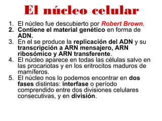 El núcleo celular
1. El núcleo fue descubierto por Robert Brown.
2. Contiene el material genético en forma de
ADN.
3. En el se produce la replicación del ADN y su
transcripción a ARN mensajero, ARN
ribosómico y ARN transferente.
4. El núcleo aparece en todas las células salvo en
las procariotas y en los eritrocitos maduros de
mamíferos.
5. El núcleo nos lo podemos encontrar en dos
fases distintas: interfase o período
comprendido entre dos divisiones celulares
consecutivas, y en división.
 