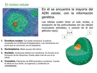 El núcleo celular
12 y 4
3
En él se encuentra la mayoría del
ADN celular, con la información
genética.
Las células suelen tener un solo núcleo, a
excepción de las polinucleadas (en las células
musculares estriadas), o carecer de él (los
glóbulos rojos).
1.1. Envoltura nuclearEnvoltura nuclear. Con doble membrana, la externa
conectada con el Retículo Endoplasmático. Las membranas con
poros que se comunican con el citoplasma.
2.2. NucleoplasmaNucleoplasma. Medio acuoso del interior.
3.3. Nucléolo.Nucléolo. Corpúsculo esférico sin membrana. Su función es la
formación de los ribosomas. Puede haber más de uno en la
célula.
4.4. Cromatina.Cromatina. Filamentos de ADN asociados a proteínas. Cuando
la célula se va a dividir, se organizan y condensan en
cromosomas.
 