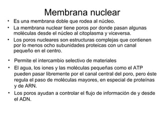 Membrana nuclear
• Es una membrana doble que rodea al núcleo.
• La membrana nuclear tiene poros por donde pasan algunas
moléculas desde el núcleo al citoplasma y viceversa.
• Los poros nucleares son estructuras complejas que contienen
por lo menos ocho subunidades proteicas con un canal
pequeño en el centro.
• Permite el intercambio selectivo de materiales
• El agua, los iones y las moléculas pequeñas como el ATP
pueden pasar libremente por el canal central del poro, pero éste
regula el paso de moléculas mayores, en especial de proteínas
y de ARN.
• Los poros ayudan a controlar el flujo de información de y desde
el ADN.
 