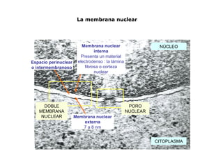 NÚCLEO
CITOPLASMA
DOBLE
MEMBRANA
NUCLEAR
Membrana nuclear
interna
Presenta un material
electrodenso : la lámina
fibrosa o corteza
nuclear
Membrana nuclear
externa
7 a 8 nm
PORO
NUCLEAR
Espacio perinuclear
o intermembranoso
La membrana nuclear
 