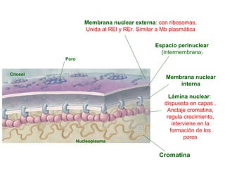 Citosol
Cromatina
Nucleoplasma
Lámina nuclear:
dispuesta en capas .
Anclaje cromatina,
regula crecimiento,
interviene en la
formación de los
poros
Membrana nuclear
interna
Membrana nuclear externa: con ribosomas.
Unida al REl y REr. Similar a Mb plasmática
Espacio perinuclear
(intermembrana)
Poro
 