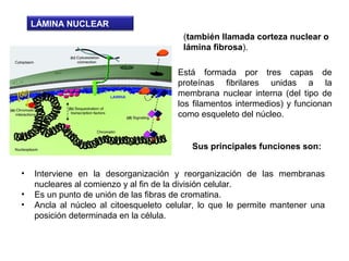 LÁMINA NUCLEAR
Está formada por tres capas de
proteínas fibrilares unidas a la
membrana nuclear interna (del tipo de
los filamentos intermedios) y funcionan
como esqueleto del núcleo.
• Interviene en la desorganización y reorganización de las membranas
nucleares al comienzo y al fin de la división celular.
• Es un punto de unión de las fibras de cromatina.
• Ancla al núcleo al citoesqueleto celular, lo que le permite mantener una
posición determinada en la célula.
Sus principales funciones son:
(también llamada corteza nuclear o
lámina fibrosa).
 