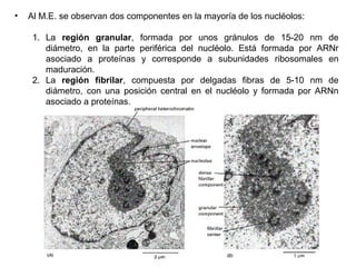 • Al M.E. se observan dos componentes en la mayoría de los nucléolos:
1. La región granular, formada por unos gránulos de 15-20 nm de
diámetro, en la parte periférica del nucléolo. Está formada por ARNr
asociado a proteínas y corresponde a subunidades ribosomales en
maduración.
2. La región fibrilar, compuesta por delgadas fibras de 5-10 nm de
diámetro, con una posición central en el nucléolo y formada por ARNn
asociado a proteínas.
 