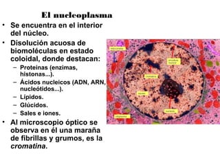 El nucleoplasma
• Se encuentra en el interior
del núcleo.
• Disolución acuosa de
biomoléculas en estado
coloidal, donde destacan:
– Proteínas (enzimas,
histonas...).
– Ácidos nucleicos (ADN, ARN,
nucleótidos...).
– Lípidos.
– Glúcidos.
– Sales e iones.
• Al microscopio óptico se
observa en él una maraña
de fibrillas y grumos, es la
cromatina.
 