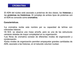 El ADN del núcleo está asociado a proteínas de dos clases, las histonas y
las proteínas no histónicas. El complejo de ambos tipos de proteínas con
el ADN es conocido como cromatina.
CROMATINA
Características.
•La cromatina recibe este nombre por su capacidad de teñirse con
colorantes básicos.
•Al M.E. se observa una masa amorfa, pero es una de las estructuras
celulares dotadas de mayor complejidad en su organización.
•Las fibras de cromatina constan de diferentes niveles de organización y
condensación.
•Estos niveles de organización permiten empaquetar grandes cantidades de
ADN, asociado a las histonas, en el reducido volumen nuclear.
 
