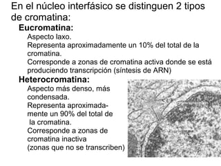 • En el núcleo interfásico se distinguen 2 tipos
de cromatina:
o Eucromatina:
 Aspecto laxo.
 Representa aproximadamente un 10% del total de la
cromatina.
 Corresponde a zonas de cromatina activa donde se está
produciendo transcripción (síntesis de ARN)
o Heterocromatina:
 Aspecto más denso, más
 condensada.
 Representa aproximada-
 mente un 90% del total de
 la cromatina.
 Corresponde a zonas de
 cromatina inactiva
 (zonas que no se transcriben)
 