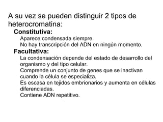 • A su vez se pueden distinguir 2 tipos de
heterocromatina:
o Constitutiva:
 Aparece condensada siempre.
 No hay transcripción del ADN en ningún momento.
o Facultativa:
 La condensación depende del estado de desarrollo del
organismo y del tipo celular.
 Comprende un conjunto de genes que se inactivan
cuando la célula se especializa.
 Es escasa en tejidos embrionarios y aumenta en células
diferenciadas.
 Contiene ADN repetitivo.
 