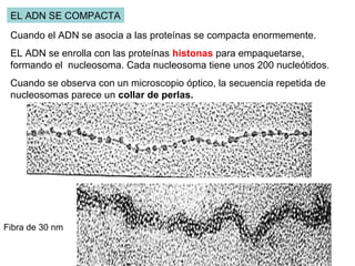 EL ADN SE COMPACTA
Cuando el ADN se asocia a las proteínas se compacta enormemente.
EL ADN se enrolla con las proteínas histonas para empaquetarse,
formando el nucleosoma. Cada nucleosoma tiene unos 200 nucleótidos.
Cuando se observa con un microscopio óptico, la secuencia repetida de
nucleosomas parece un collar de perlas.
Fibra de 30 nm
 
