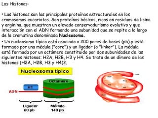 Las Histonas:
• Las histonas son las principales proteínas estructurales en los
cromosomas eucariotas. Son proteínas básicas, ricas en residuos de lisina
y arginina, que muestran un elevado conservadurismo evolutivo y que
interacción con el ADN formando una subunidad que se repite a lo largo
de la cromatina denominada Nucleosoma.
• Un nucleosoma típico está asociado a 200 pares de bases (pb) y está
formado por una médula ("core") y un ligador (o "linker"). La médula
está formada por un octámero constituido por dos subunidades de las
siguientes histonas: H2A, H2B, H3 y H4. Se trata de un dímero de las
histonas (H2A, H2B, H3 y H4)2.
 