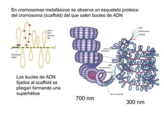 Los bucles de ADN
fijados al scaffold se
pliegan formando una
superhélice
En cromosomas metafásicos se observa un esqueleto proteico
del cromosoma (scaffold) del que salen bucles de ADN
700 nm
300 nm
 