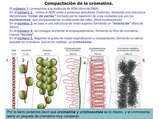 El número 1 corresponde a la molécula de ADN (fibra de DNA)
En el número 2 , vemos el ADN unido a proteínas globulares (histonas), formando una estructura
denominada "collar de perlas", formado por la repetición de unas unidades que son los
nucleosomas, que corresponderían a cada perla del collar. (fibra nucleosomica)
En el número 3 se pasa a una estructura de orden superior formando un "solenoide” (fibra de
30nm)
En el número 4, se consigue aumentar el empaquetamiento, formando la fibra de cromatina,
nuevos "bucles".
En el número 5, llegamos al grado de mayor espiralización y compactación, formando un denso
paquete de cromatina, que es en realidad, un cromosoma.
5
Compactación de la cromatina.
Por lo tanto podemos decir que cromatina y cromosomas es lo mismo, y el cromosoma
sería un paquete de cromatina muy compacto.
21 3
4
 