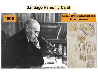 1899
Demuestra la individualidad
de las neuronas
Santiago Ramón y Cajal
 