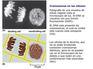 Cromosomas en las células:
Fotografía de una muestra de
célula vegetal vista al
microscopio de luz. El DNA se
visualiza con una tinción
fluorescente (DAPI).
EL DNA esta presente los
cromosomas, el cual es visible
sólo cuando está compacto
(izq).
Las células de la derecha, que
no se están dividiendo
contienen cromosomas
idénticos, pero no se pueden
ver en el microscopio de luz
debido a que están en una
conformación más extendida
(der).
 