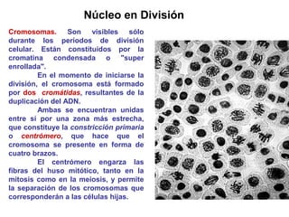 Núcleo en División
Cromosomas. Son visibles sólo
durante los períodos de división
celular. Están constituidos por la
cromatina condensada o "super
enrollada".
En el momento de iniciarse la
división, el cromosoma está formado
por dos cromátidas, resultantes de la
duplicación del ADN.
Ambas se encuentran unidas
entre sí por una zona más estrecha,
que constituye la constricción primaria
o centrómero, que hace que el
cromosoma se presente en forma de
cuatro brazos.
El centrómero engarza las
fibras del huso mitótico, tanto en la
mitosis como en la meiosis, y permite
la separación de los cromosomas que
corresponderán a las células hijas.
 