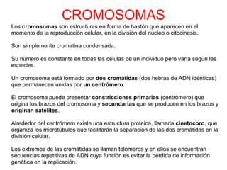 CROMOSOMAS
• Los cromosomas son estructuras en forma de bastón que aparecen en el
momento de la reproducción celular, en la división del núcleo o citocinesis.
• Son simplemente cromatina condensada.
• Su número es constante en todas las células de un individuo pero varía según las
especies.
• Un cromosoma está formado por dos cromátidas (dos hebras de ADN idénticas)
que permanecen unidas por un centrómero.
• El cromosoma puede presentar constricciones primarias (centrómero) que
origina los brazos del cromosoma y secundarias que se producen en los brazos y
originan satélites.
• Alrededor del centrómero existe una estructura proteica, llamada cinetocoro, que
organiza los microtúbulos que facilitarán la separación de las dos cromátidas en la
división celular.
• Los extremos de las cromátidas se llaman telómeros y en ellos se encuentran
secuencias repetitivas de ADN cuya función es evitar la pérdida de información
genética en la replicación.
 
