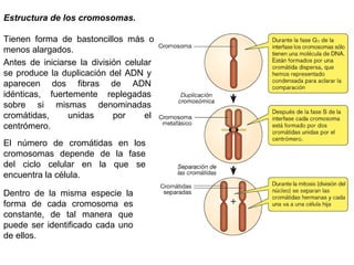 Dentro de la misma especie la
forma de cada cromosoma es
constante, de tal manera que
puede ser identificado cada uno
de ellos.
El número de cromátidas en los
cromosomas depende de la fase
del ciclo celular en la que se
encuentra la célula.
Estructura de los cromosomas.
Tienen forma de bastoncillos más o
menos alargados.
Antes de iniciarse la división celular
se produce la duplicación del ADN y
aparecen dos fibras de ADN
idénticas, fuertemente replegadas
sobre si mismas denominadas
cromátidas, unidas por el
centrómero.
 