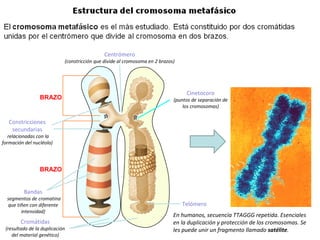 BRAZO
BRAZO
Cinetocoro
(puntos de separación de
los cromosomas)
Centrómero
(constricción que divide al cromosoma en 2 brazos)
Constricciones
secundarias
(relacionadas con la
formación del nucléolo)
Telómero
Bandas
(segmentos de cromatina
que tiñen con diferente
intensidad)
Cromátidas
(resultado de la duplicación
del material genético)
En función de la posición del centrómero
y de los índices de proporcionalidad, se
distinguen cuatro tipos.
En humanos, secuencia TTAGGG repetida. Esenciales
en la duplicación y protección de los cromosomas. Se
les puede unir un fragmento llamado satélite.
 