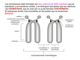 Los cromosomas están formados por dos cadenas de ADN repetidas que se
espiralizan y se mantienen unidas, y se distinguen dos partes que son idénticas
las CROMÁTIDAS, que se unen por un punto llamado CENTRÓMERO.
El centrómero divide a las cromátidas en dos partes que se denominan
BRAZOS.
 