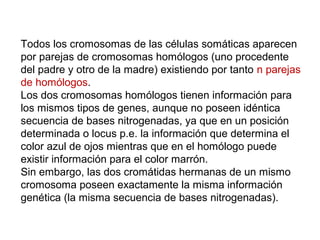 Todos los cromosomas de las células somáticas aparecen
por parejas de cromosomas homólogos (uno procedente
del padre y otro de la madre) existiendo por tanto n parejas
de homólogos.
Los dos cromosomas homólogos tienen información para
los mismos tipos de genes, aunque no poseen idéntica
secuencia de bases nitrogenadas, ya que en un posición
determinada o locus p.e. la información que determina el
color azul de ojos mientras que en el homólogo puede
existir información para el color marrón.
Sin embargo, las dos cromátidas hermanas de un mismo
cromosoma poseen exactamente la misma información
genética (la misma secuencia de bases nitrogenadas).
 