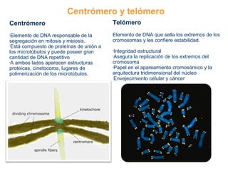 Centrómero y telómero
Centrómero
•Elemento de DNA responsable de la
segregación en mitosis y meiosis.
•Está compuesto de proteínas de unión a
los microtúbulos y puede poseer gran
cantidad de DNA repetitivo
•A ambos lados aparecen estructuras
proteicas, cinetocoros, lugares de
polimerización de los microtúbulos.
Telómero
Elemento de DNA que sella los extremos de los
cromosomas y les confiere estabilidad.
•Integridad estructural
•Asegura la replicación de los extremos del
cromosoma
•Papel en el apareamiento cromosómico y la
arquitectura tridimensional del núcleo
•Envejecimiento celular y cáncer
 
