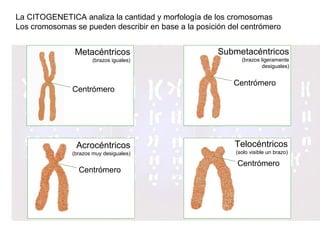 Metacéntricos
(brazos iguales)
Centrómero
Submetacéntricos
(brazos ligeramente
desiguales)
Centrómero
Centrómero
Centrómero
Acrocéntricos
(brazos muy desiguales)
Telocéntricos
(solo visible un brazo)
La CITOGENETICA analiza la cantidad y morfología de los cromosomas
Los cromosomas se pueden describir en base a la posición del centrómero
 