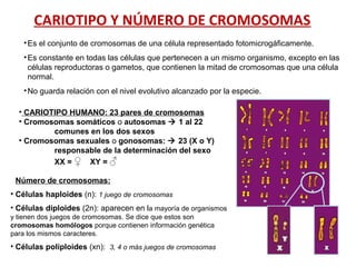CARIOTIPO Y NÚMERO DE CROMOSOMAS
•Es el conjunto de cromosomas de una célula representado fotomicrogáficamente.
•Es constante en todas las células que pertenecen a un mismo organismo, excepto en las
células reproductoras o gametos, que contienen la mitad de cromosomas que una célula
normal.
•No guarda relación con el nivel evolutivo alcanzado por la especie.
• CARIOTIPO HUMANO: 23 pares de cromosomas
• Cromosomas somáticos o autosomas  1 al 22
comunes en los dos sexos
• Cromosomas sexuales o gonosomas:  23 (X o Y)
responsable de la determinación del sexo
XX = ♀ XY = ♂
• Número de cromosomas:
• Células haploides (n): 1 juego de cromosomas
• Células diploides (2n): aparecen en la mayoría de organismos
y tienen dos juegos de cromosomas. Se dice que estos son
cromosomas homólogos porque contienen información genética
para los mismos caracteres.
• Células poliploides (xn): 3, 4 o más juegos de cromosomas
 
