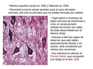 • Cajal aplicó a muestras de
tejido nervioso de embriones y
crías un revolucionario
método de tinción con sales
de plata desarrollado por el
italiano Golgi.
• Gracias a ello fue capaz de
observar que este tejido,
aparentemente fibroso y no
celular, está constituído por
células (las neuronas).
• Sus estudios le valieron el
Premio Nobel, que compartió
con Golgi en el año 1906
• Médico español nacido en 1852 y fallecido en 1934.
• Demostró la teoría celular también para el caso del tejido
nervioso, del cual se pensaba que no estaba formado por células.
 