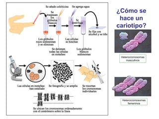 ¿Cómo se
hace un
cariotipo?
Heterocromosomas
masculinos
Heterocromosomas
femeninos
 