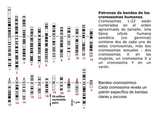 Patrones de bandas de los
cromosomas humanos.
Cromosomas 1-22 están
numerados en el orden
aproximado de tamaño. Una
típica célula humana
somática (no germinal)
contiene dos de cada uno de
estos cromosomas, más dos
cromosomas sexuales - dos
cromosomas X en las
mujeres, un cromosoma X y
un cromosoma Y en un
varón.
Bandeo cromosómico
Cada cromosoma revela un
patrón específico de bandas
claras y oscuras
 