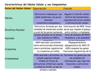 Características del Núcleo Celular y sus Componentes
Partes del Núcleo Celular Descripción Función
Núcleo
Estructura rodeada por una
doble membrana con poros.
Contiene
cromatina/cromosomas y
nucleolo.
Regular la función celular.
Control del metabolismo,
reproducción (ciclo celular)
y diferenciación celular.
Envoltura Nuclear
Estructura formada por dos
unidades de membrana unidas
a nivel de los poros nucleares.
Continuación del RER. Posee
poros que regulan el pasaje
entre núcleo y citoplasma
Nucleólo
Cuerpo granular en el núcleo,
que consiste en ARN y
proteínas.
Sitio de síntesis del RNA
ribosómico y de ensamble
de los ribosomas.
Cromatina
ADN asociado a proteínas,
tanto estructurales (histonas)
como a proteínas regulatorias.
La cromatina es visible
durante la interfase celular
Empaquetamiento
(plegamiento) de ADN. El
ADN compone los genes.
Funciones regulatorias de la
transcripción genética.
Cromosomas
ADN asociado a proteínas, en
estado superenrrollado.
Visible en forma de
estructuras cilíndricas cuando
la célula se divide, ya sea en
mitosis o meiosis.
Contienen los genes que son
las unidades de
información, que rigen las
funciones y estructura
celular.
 