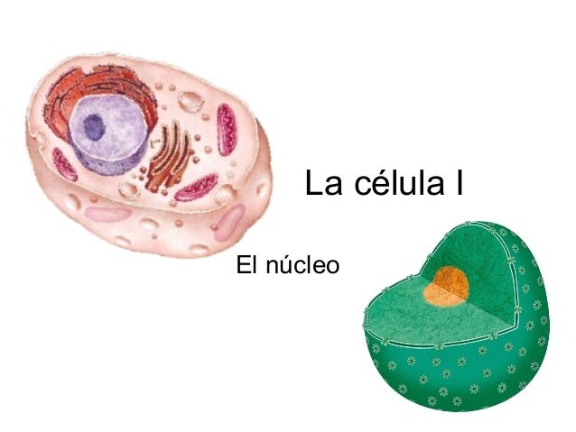 La célula i