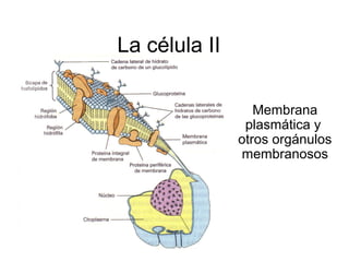 La célula II
Membrana
plasmática y
otros orgánulos
membranosos
 