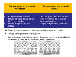 Factores que favorecen la
viscosidad
Factores que favorecen la
fluidez
• Alto grado de saturación
• Mayor longitud de las colas
hidrocarbonadas.
• Menor temperatura del
medio
• Alto de grado de insaturación
• Menor longitud de las colas
hidrocarbonadas.
• Mayor temperatura del medio
La fluidez de las membranas celulares es biológicamente importante.
• Influye en los procesos de transporte.
• Las actividades enzimáticas pueden detenerse cuando la viscosidad de
la membrana se incrementa mas allá de un nivel crítico.
 